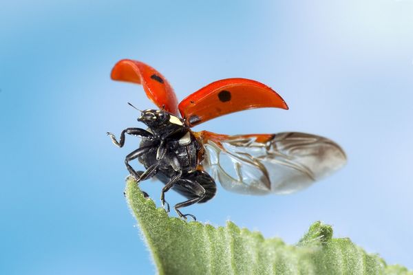 Die Faltung der Hinterflügel ist ein „Origami-Trick“ im Reich der Käfer. 