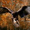 Greifvogelflugtraining Greifvogelflugtraining