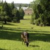 Junior-Tierpfleger im WildPark Schloss Tambach 