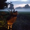 Wenn die Tiere aktiv werden... Wenn die Tiere aktiv werden...
