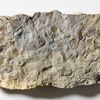 Fossile Conchostraken