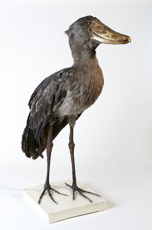 Schuhschnabel: Wappentier des Naturkunde-Museums Coburg