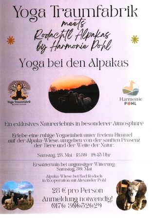 Yoga mit Alpakas