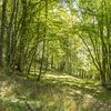 Waldläufer-Waldbaden und Reikimagie