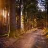 Geführte Wanderung: Görsdörfer Heide zwischen Moor und Wald