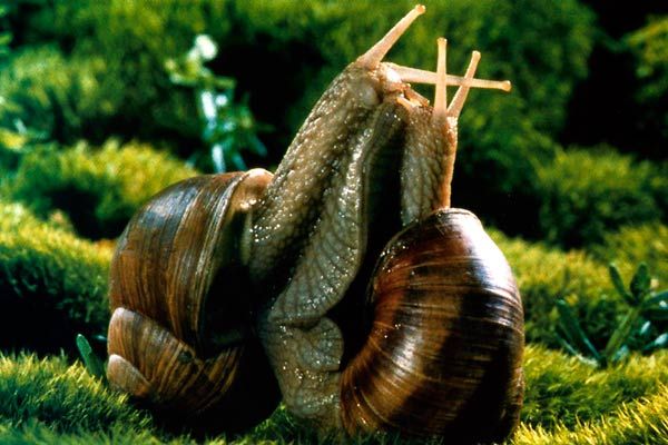 Mikrokosmos Schnecken
